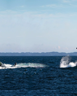 Walrusklasse onderzeeboten met nieuwe optronische mast