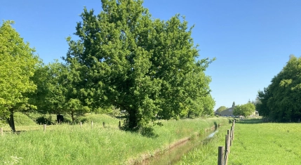 Beekherstel Sint Jansbeek