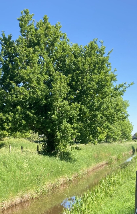 Beekherstel Sint Jansbeek