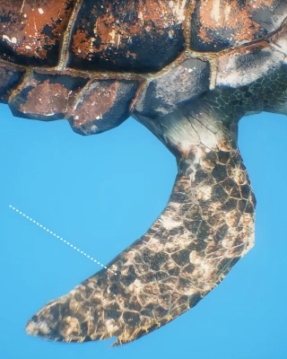 Turtle Prop® Thruster