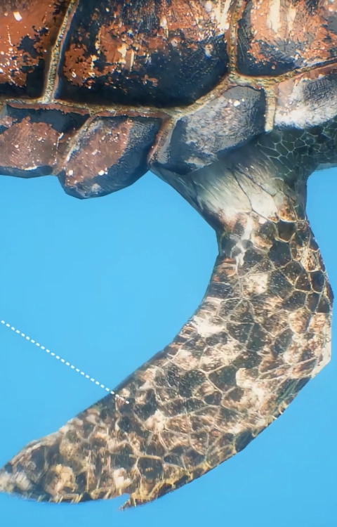 Turtle Prop® Thruster